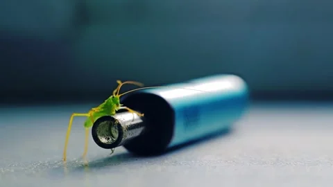 Green grasshopper resting on shiny metallic blue tube in soft daylight Stock Footage 320468559