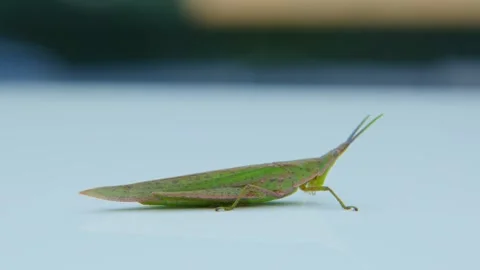 Green Grasshopper Resting on Smooth Light Blue Surface, Macro Side Profile Stockbeeldmateriaal 337404309