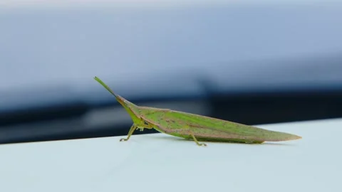 Green Grasshopper Resting on White Surface, Macro Close-up Shot Video stock 337404628