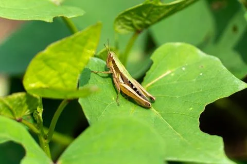 Green grasshopper rests on broad leaf Stock Photos