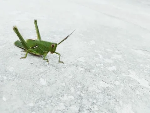 Green grasshopper on rough white surface Stock Photos