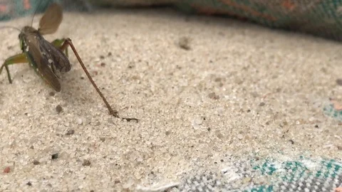 Green grasshopper on a sand Stock Footage 113005676