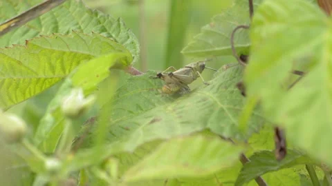 Green Grasshopper Scratching Its Head on a Leaf in 4K Slow Motion Stock Footage 341589269