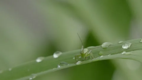 Green grasshopper sits on a blade of grass with drops of dew water, cleans paws. Stock Footage 132505921
