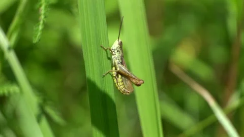 Green grasshopper sits on the grass and chirps Stock Footage 279943560