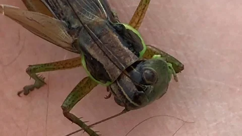 A green grasshopper sits on a hand. close-up Stock Footage 113005656