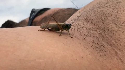 A green grasshopper sits on a hand. close-up Video stock 113005682