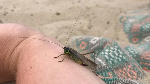 Green grasshopper sits on the hand Stock Footage 119275813