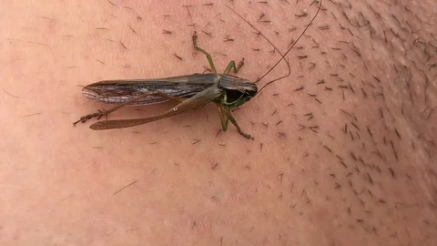 Green grasshopper sits on the hand Video stock 119275822