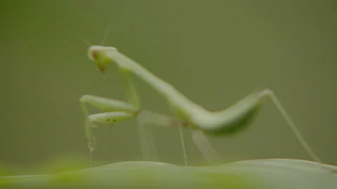 Green grasshopper sits on leaf in forest. Macro shot. Stock Footage 121081159