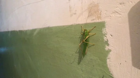 Green grasshopper sits on the wall 動画素材 119275873