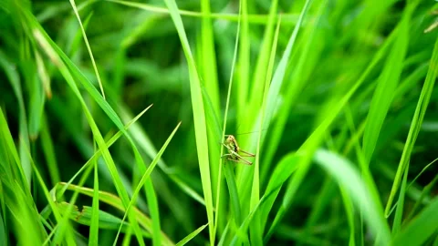 Green grasshopper sitting in the grass Video stock 131558507