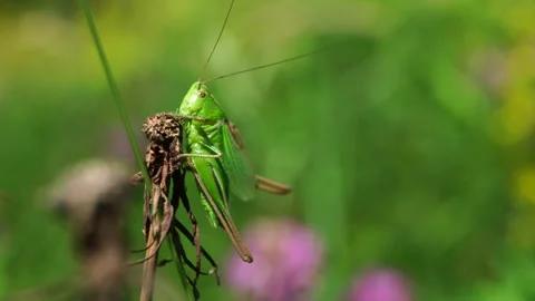 Green grasshopper sitting on the grass Stock Footage 279943704