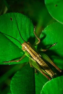 Green grasshopper sitting on the grass leaf extreme close up Stock Photos