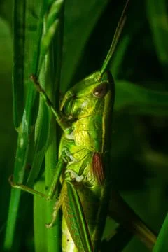 Green grasshopper sitting on the grass leaf extreme close up Stock Photos