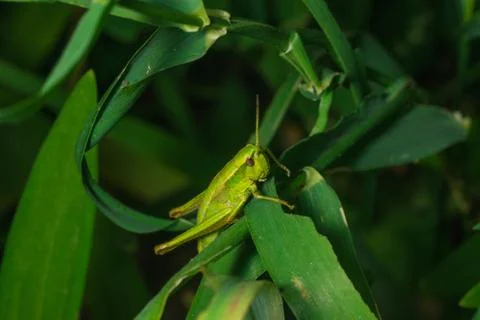 Green grasshopper sitting on the grass leaf extreme close up Stock Photos