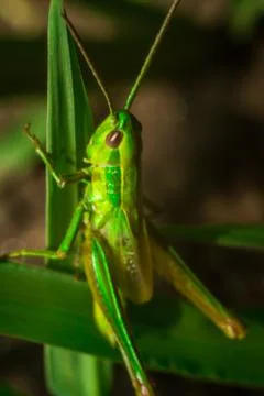 Green grasshopper sitting on the grass leaf extreme close up Stock Photos