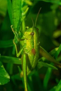 Green grasshopper sitting on the grass leaf extreme close up Stock Photos