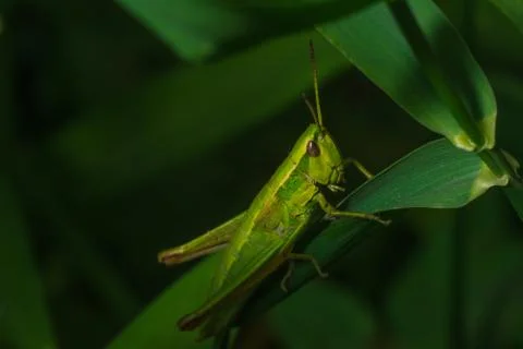 Green grasshopper sitting on the grass leaf extreme close up Stock Photos
