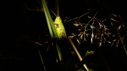 Green grasshopper sitting on the grass which knocked the summer night wind Stock Footage 95794677