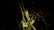 Green Grasshopper Sitting On The Grass Which Knocked The Summer Night Wind Stock Footage