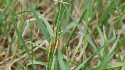 Green grasshopper sitting on a leaf and jumps away 스톡 동영상 114012274
