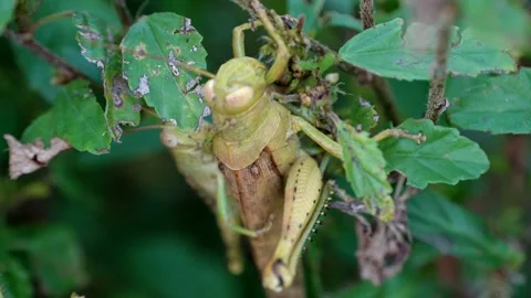 A green grasshopper is sitting on a leaf Video stock 279137727