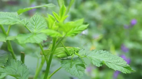 Green Grasshopper Sitting On Leaf. Handheld  Stock Footage 125483929