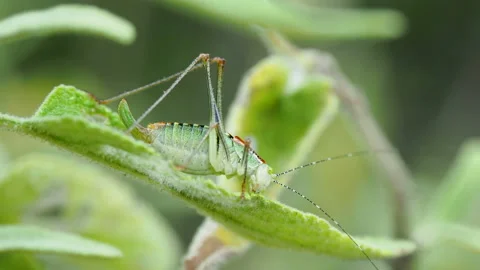 Green grasshopper sitting on leaf. Insect eating something. Stock Footage 98142706