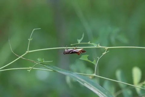 Green grasshopper sitting on a leaf, small grasshopper, selected focus, grass Stock Photos