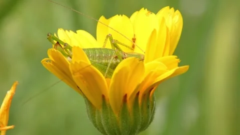 Green grasshopper sitting on side of vibrant yellow marigold blossom Stock Footage 335488015