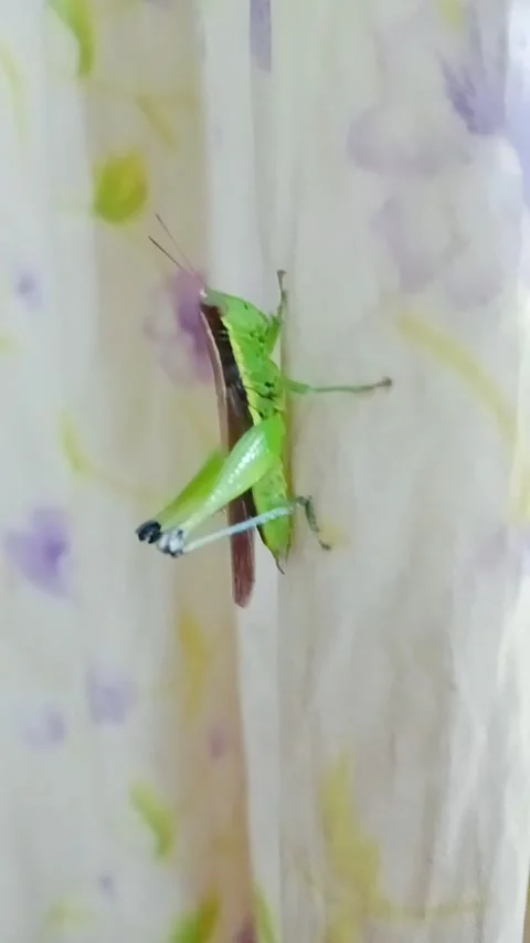 Green grasshopper sitting on a surface outdoors Stock Footage 346745928