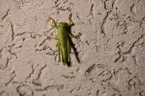 Green grasshopper sitting on a textured ceramic wall Stock Photos