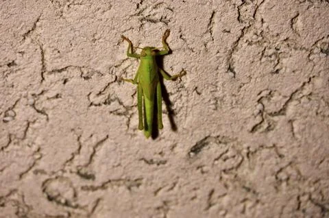 Green grasshopper sitting on a textured ceramic wall Stock Photos