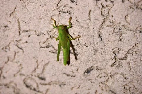 Green grasshopper sitting on a textured ceramic wall Stock Photos