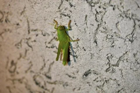 Green grasshopper sitting on a textured ceramic wall Stock Photos