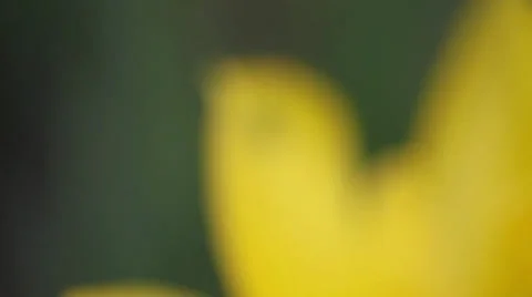 Green grasshopper sitting on a  tulip Stock Footage 35473411