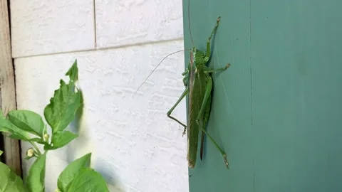 Green grasshopper sitting on wall Stock Footage 167905557