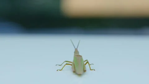 Green Grasshopper Standing Still on Smooth Light Blue Surface Stock Footage 337404390