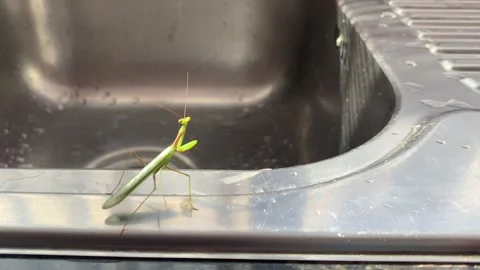 Green grasshopper standing tall Video stock 174165244