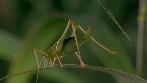 This green grasshopper is studying Stock Footage 205459721