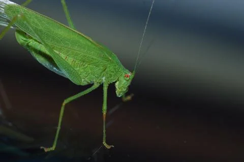 Green grasshopper in summer Stock Photos
