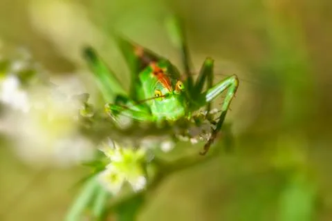 Green grasshopper - super macro 写真素材