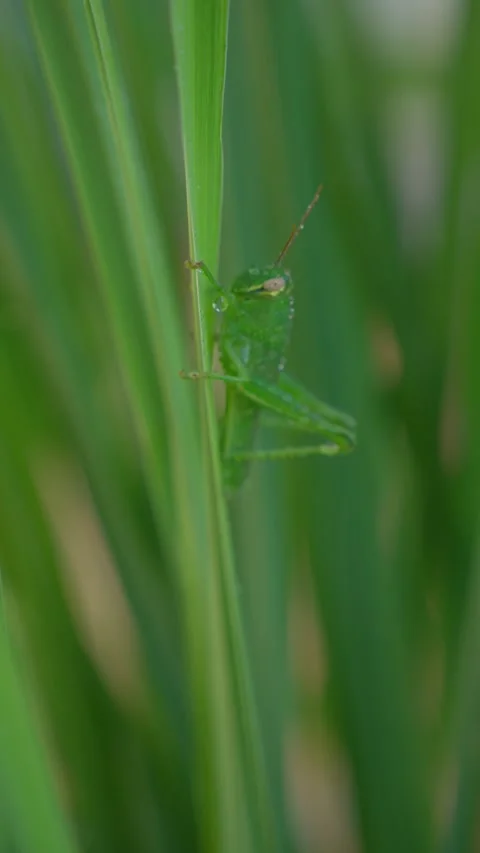 Green Grasshopper on Tropical Leaf in Macro Close Up Vídeos de archivo 347003728