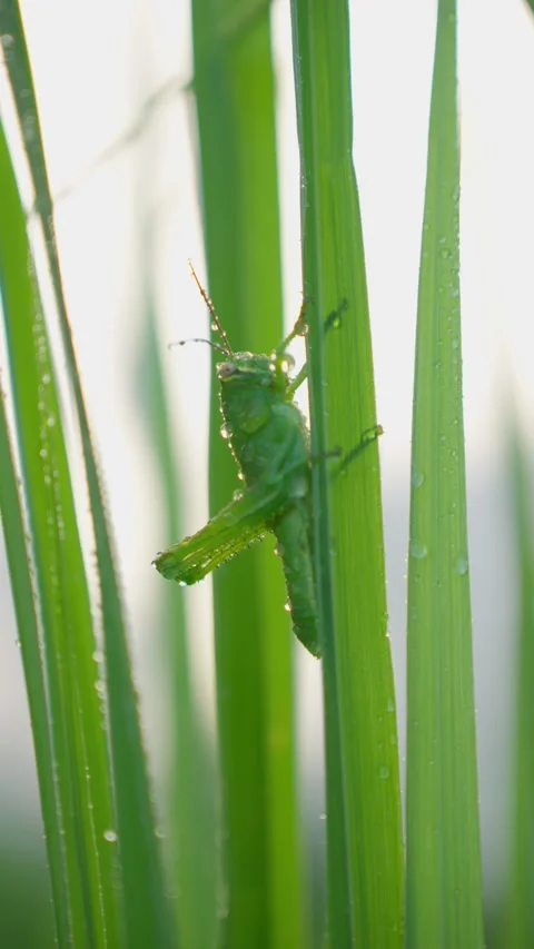 Green Grasshopper on Tropical Leaf in Macro Close Up Video stock 347003757