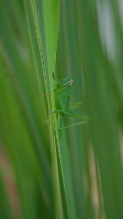 Green Grasshopper on Tropical Leaf in Macro Close Up 스톡 동영상 347003812