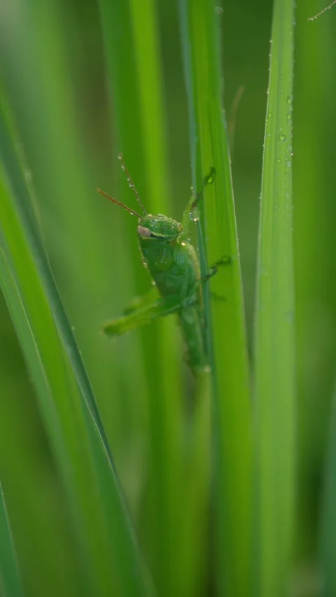 Green Grasshopper on Tropical Leaf in Macro Close Up Stock-Footage 347003821