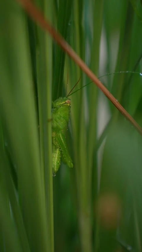 Green Grasshopper on Tropical Leaf in Macro Close Up Video stock 347003827