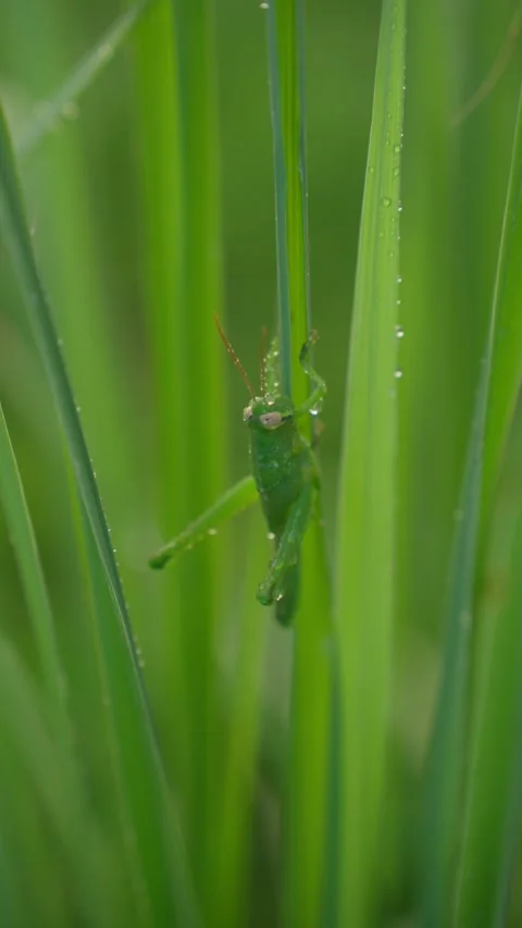 Green Grasshopper on Tropical Leaf in Macro Close Up Vídeos de archivo 347003838