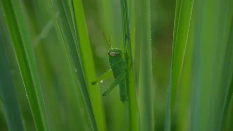 Green Grasshopper on Tropical Leaf in Macro Close Up 스톡 동영상 347003859